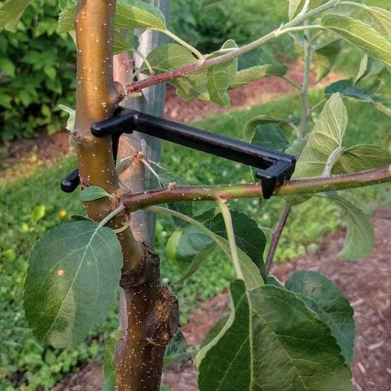 Fruit Roll Up - Obst Baum Zweig Puller Pflanzen Reben